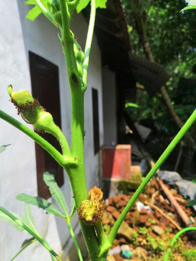 മുഞ്ഞകള്‍ - വെണ്ടക്ക