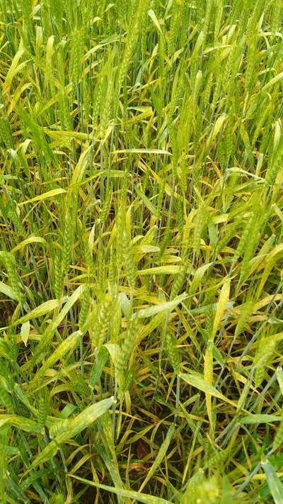 Yellow Stripe Rust - Wheat