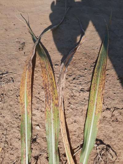 Eyespot of Sugarcane - Sugarcane