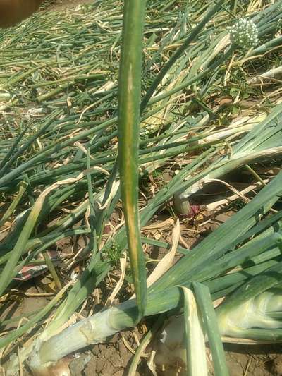 Aphids - Onion