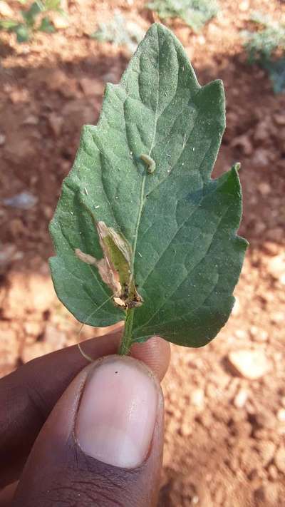 ಟುಟ ಆಬ್ಸೊಲುಟಾ - ಟೊಮೆಟೊ