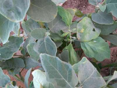 Whiteflies - Brinjal