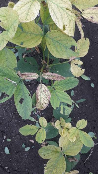 Iron Deficiency - Soybean