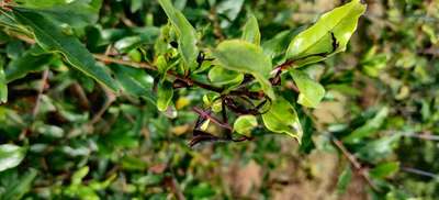 Pomegranate Stem Borer - Pomegranate