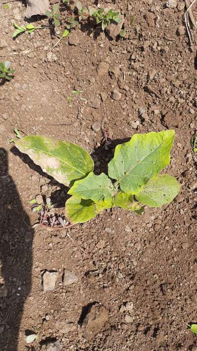 Potassium Deficiency - Brinjal