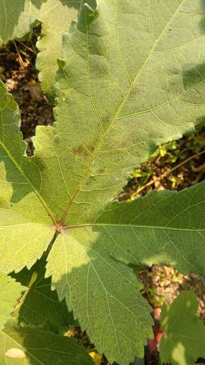 Cercospora Leaf Spot of Okra - Okra