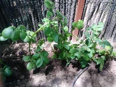 Spider Mites - Potato