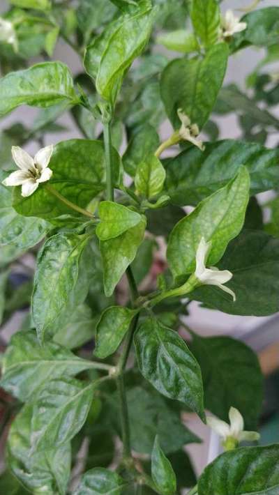 Manganese Deficiency - Capsicum & Chilli