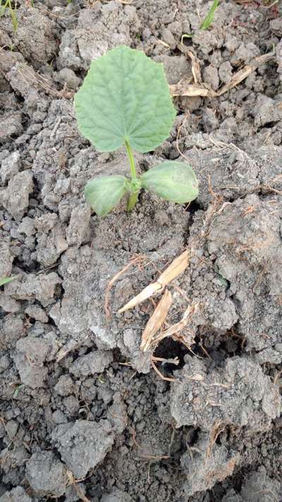 Whiteflies - Cucumber