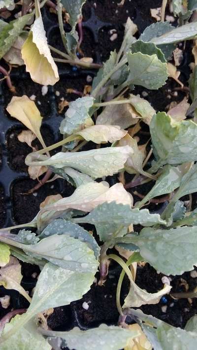 Powdery Mildew - Cabbage