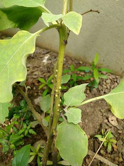 Mealybug - Brinjal