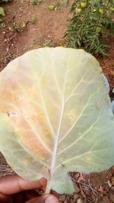 Nitrogen Deficiency - Cabbage