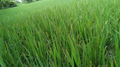 Bacterial Blight of Rice - Rice