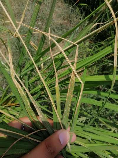 Bacterial Leaf Streak - Rice