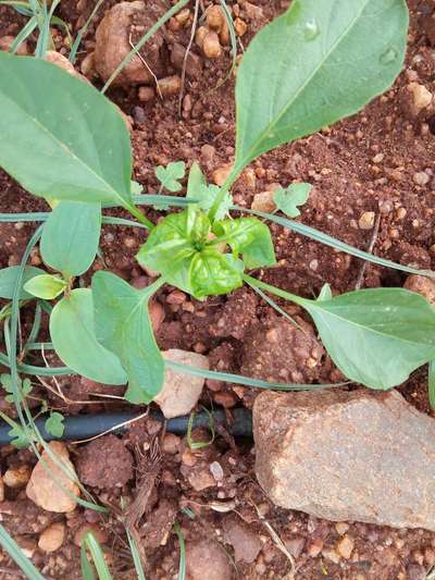 ಥ್ರಿಪ್ಸ್ ನುಸಿ - ದಪ್ಪ ಮೆಣಸಿನಕಾಯಿ & ಮೆಣಸಿನಕಾಯಿ