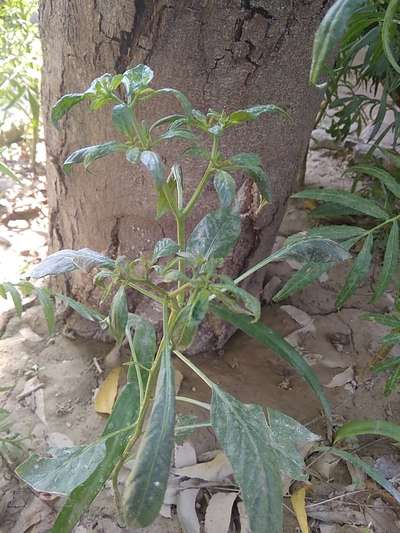 Brown Mite - शिमला मिर्च एवं मिर्च