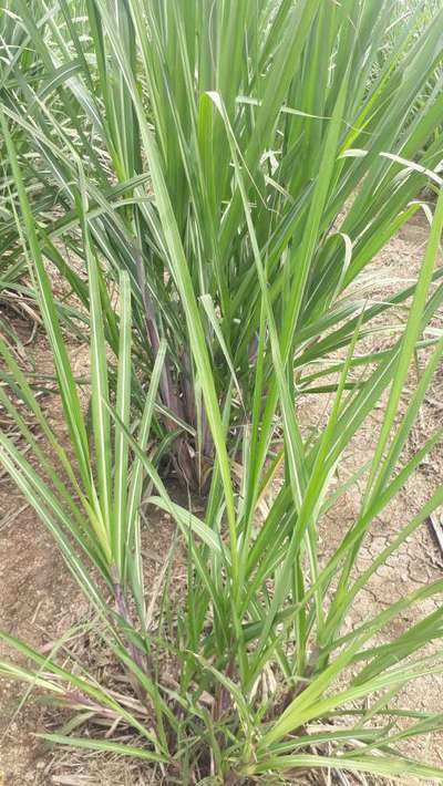 ಆರೋಗ್ಯಕರ ಸಸ್ಯ - ಕಬ್ಬು