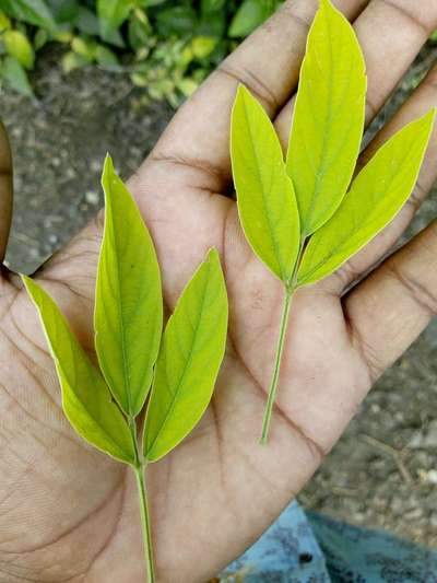 Iron Deficiency - Pigeon Pea & Red Gram