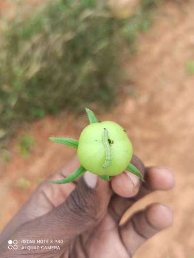 ಹೆಲಿಕೋವರ್ಪಾ ಕ್ಯಾಟರ್ ಪಿಲ್ಲರ್ - ಟೊಮೆಟೊ