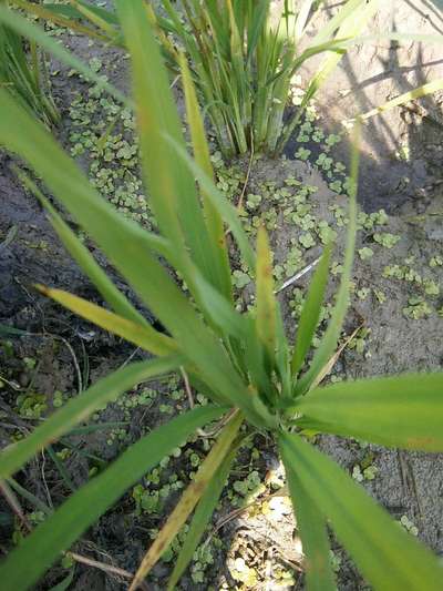 Zinc Deficiency - Rice