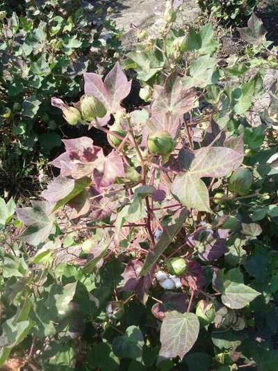 Leaf Reddening of Cotton - Cotton