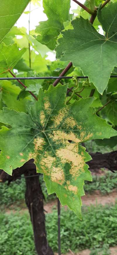 Spider Mites - Grape