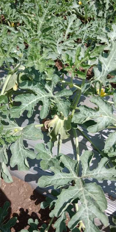 Downy Mildew of Cucurbits - Melon