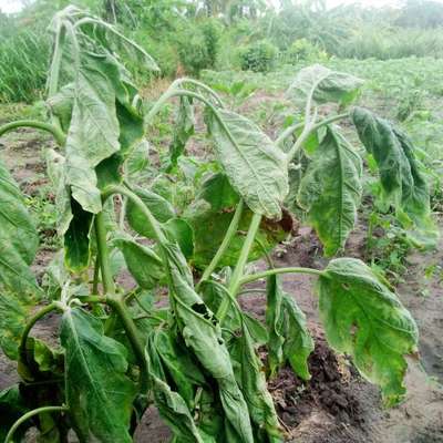 Leafhoppers and Jassids - Capsicum & Chilli