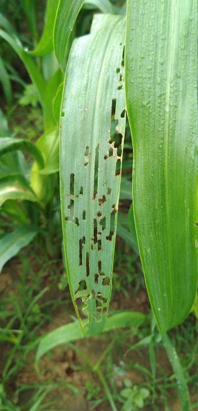 Helicoverpa Caterpillar - Millet