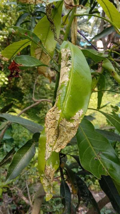 Cashew Leafminer - Mango