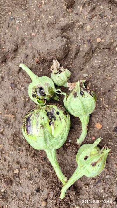 Brinjal Shoot and Fruit Borer - Brinjal