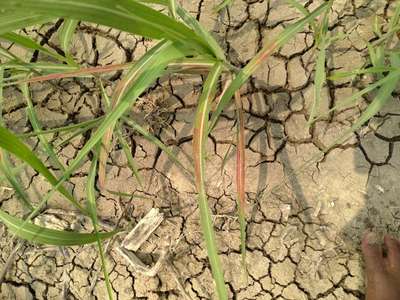 Phosphorus Deficiency - Sugarcane