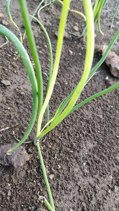 Manganese Deficiency - Onion