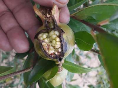 Bacterial Blight of Pomegranate - Pomegranate