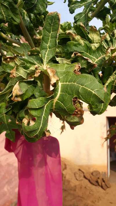 पपीते की पत्तियों को मोड़ने वाला विषाणु - पपीता