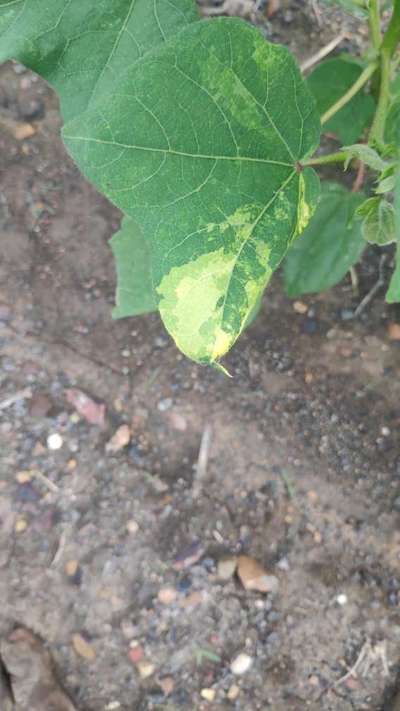 Leaf Variegation - Cotton