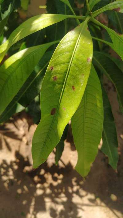 Stem End Rot of Mango - आम