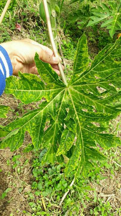 Papaya Mosaic Virus - Papaya