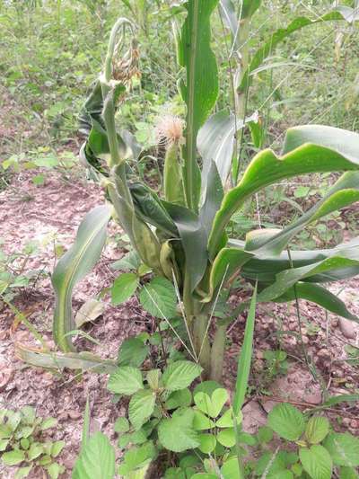 Boron Deficiency - Maize