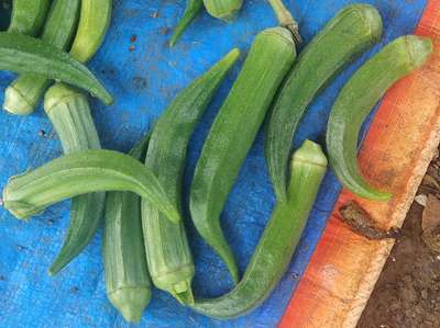 Boron Deficiency - Okra