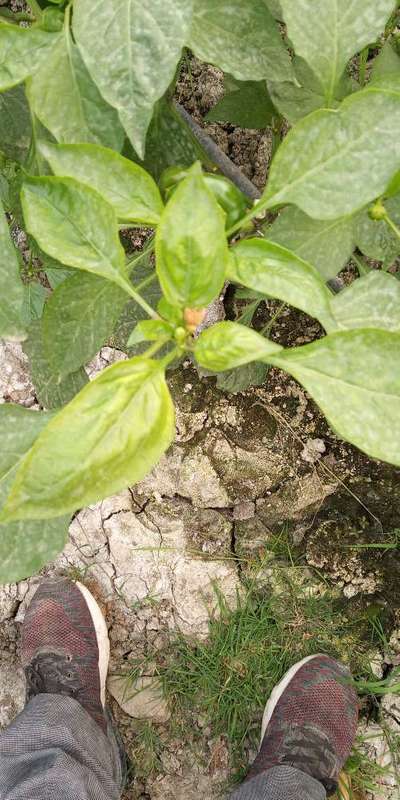 Chilli Thrips - Capsicum & Chilli