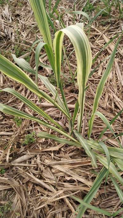 Magnesium Deficiency - Sugarcane