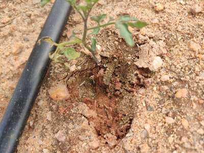 Tobacco Caterpillar - Tomato