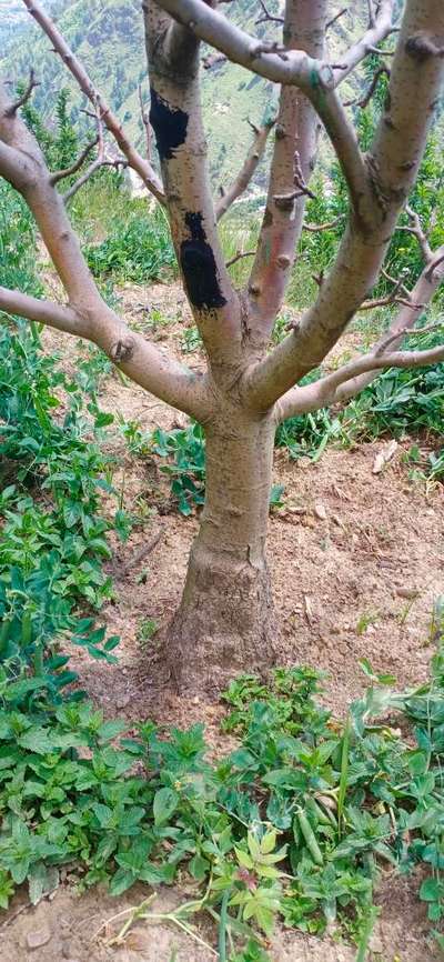 Apple Stem Borer - Apple