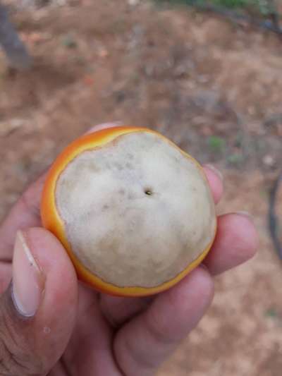 Blossom End Rot - Tomato