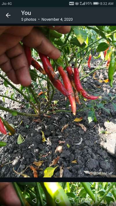 Anthracnose of Pepper - Capsicum & Chilli