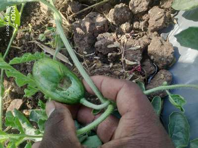 Helicoverpa Caterpillar - Melon