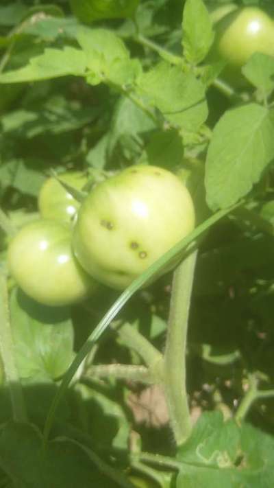 Bacterial Spot and Speck of Tomato - Tomato