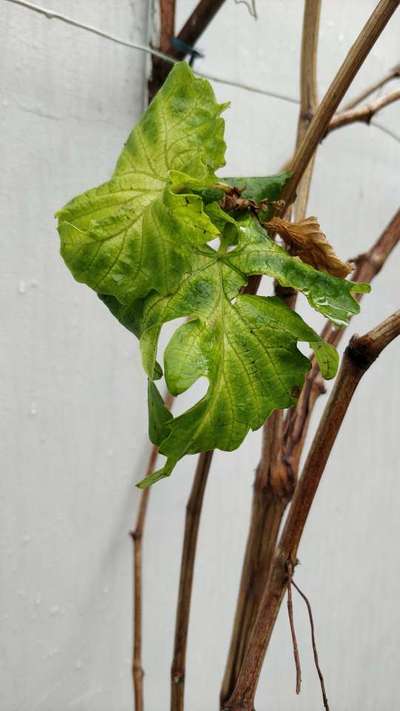 Iron Deficiency - Grape