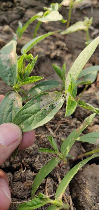 Leaf Miner Flies - Black & Green Gram